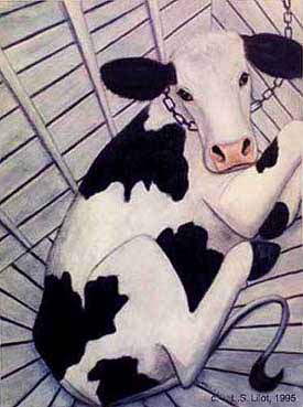 Veal calf  (c) L-S-Lilot